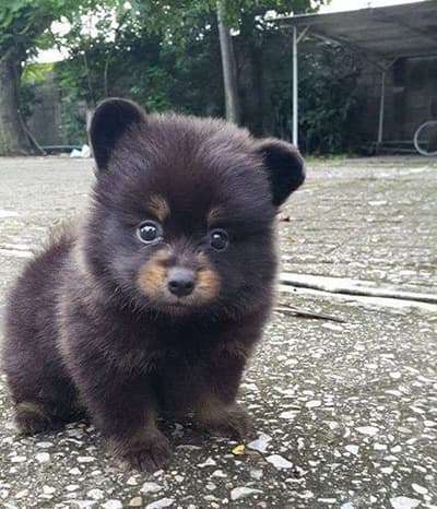 クマの赤ちゃん