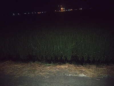夜間の田んぼ