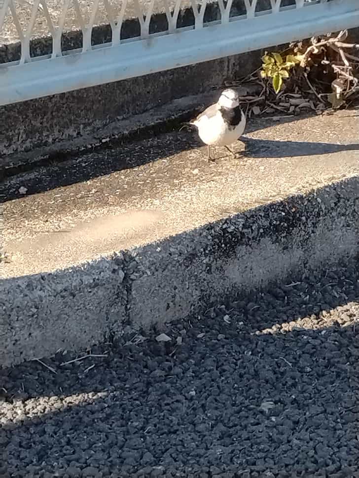 セキレイ