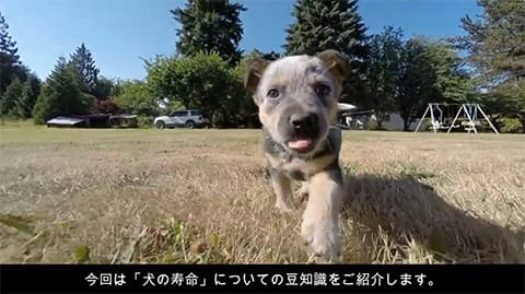 犬