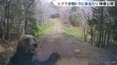 街中にヒグマがいたらどうする？