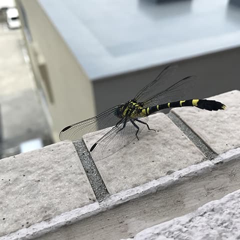 オニヤンマいたｗｗｗ