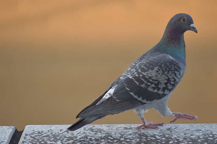 鳩