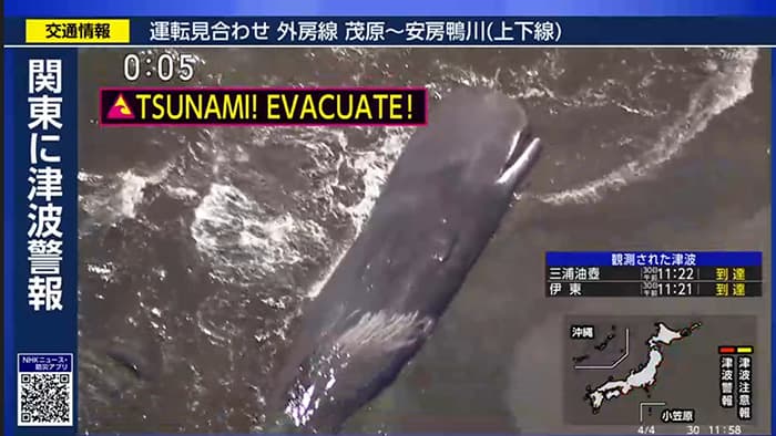 地震の津波で打ち上げられたクジラ