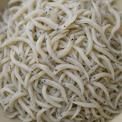しらすって何種類かあるの？