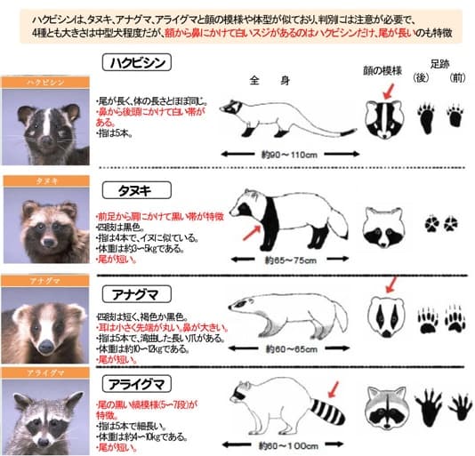 レッサーパンダと似ている動物比較