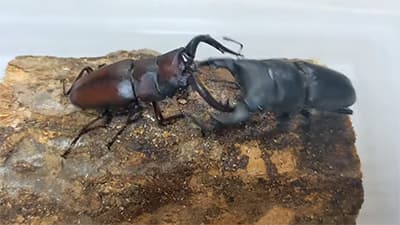 昔クワガタ取りしてるときノコギリクワガタばっかり取れたよな