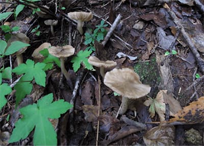 クサウラベニタケ