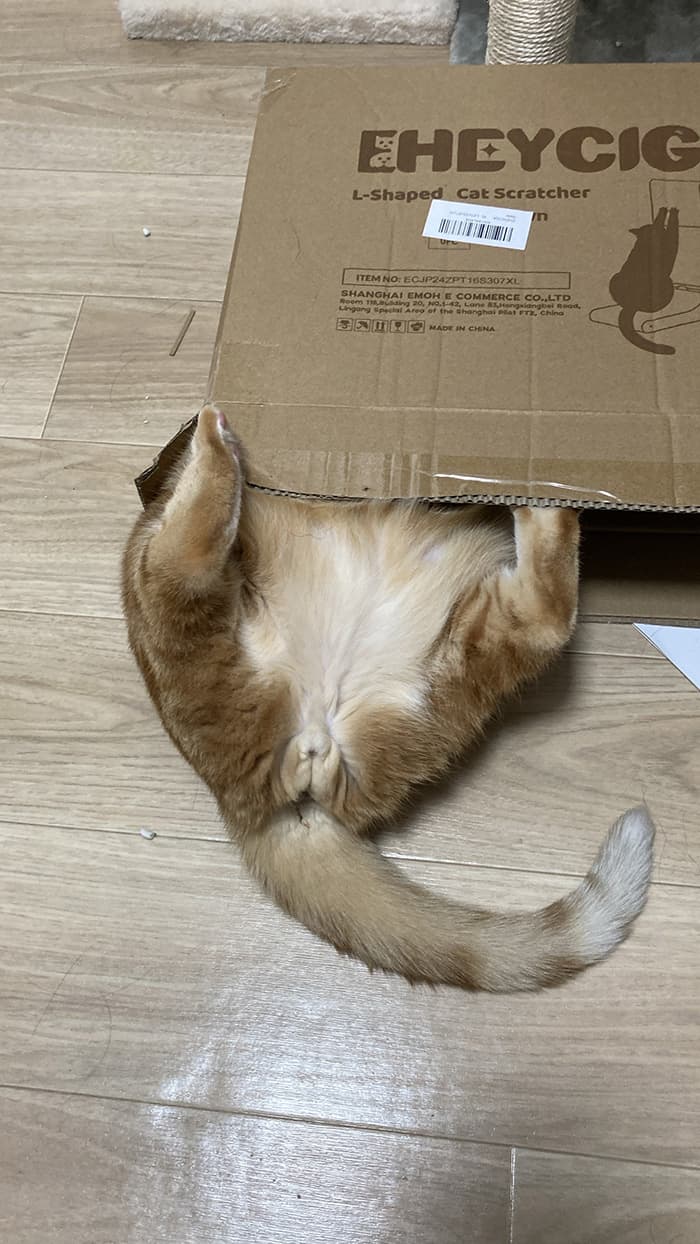 箱に入っている猫