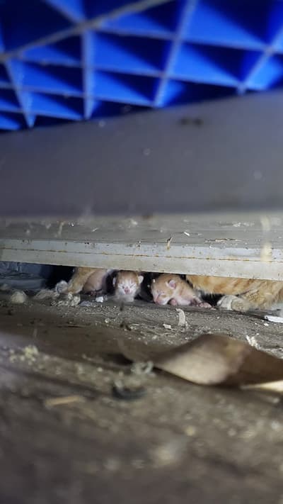 母猫と赤ちゃん猫