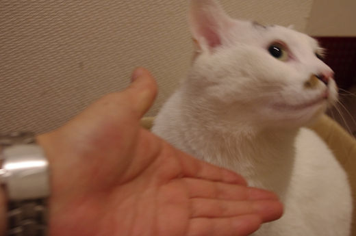 ウニペディア うにボール を検索 まゆげ猫 桃太郎の日記