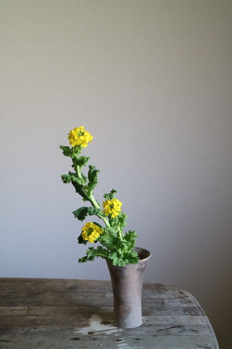 菜の花をいける 小原流いけばな教室 花ならいのこと