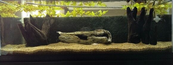 水槽用アクセサリー Jumpin Fish Flash