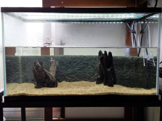 試運転開始 Jumpin Fish Flash 試運転開始 Jumpin Fish Flash