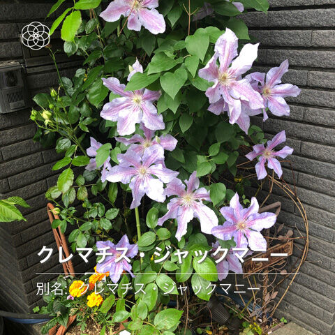 クレマチス ジャックマニー