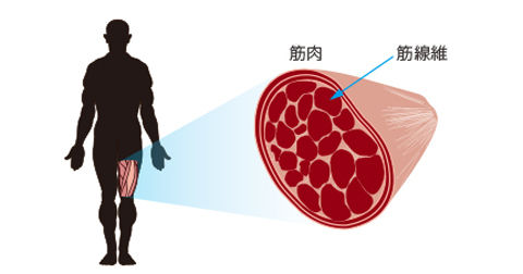 筋肉の構造