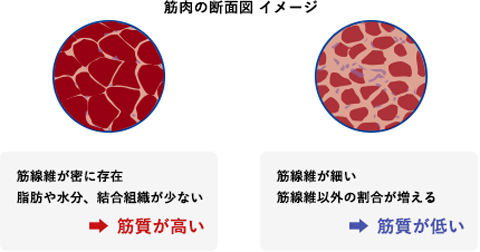 筋肉の断面図イメージ