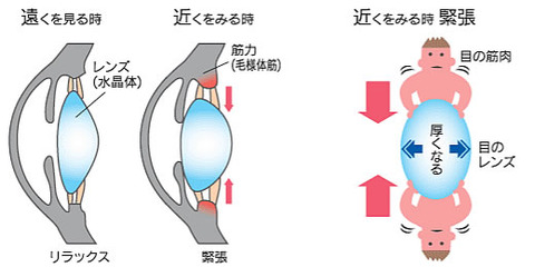 毛様体筋の緊張