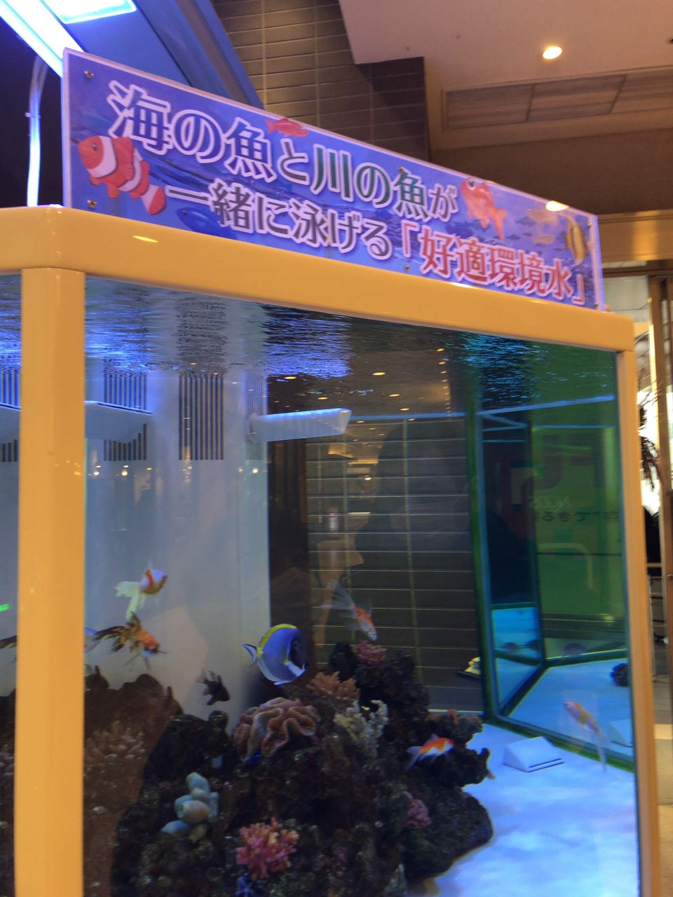 18 12 31 岡山駅の駅ビルに有る淡水海水魚混合水槽 強火で進め 日々の思い出 18 12 31 岡山駅の駅ビルに有る淡水海水魚混合水槽 強火で進め 日々の思い出