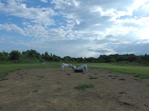 IMGP3411