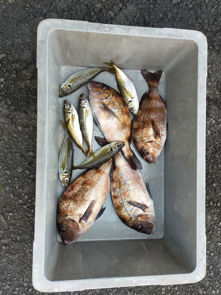 海上釣り堀太公望」で鯛&鯵を釣る🐟@静岡県熱海市 : 🎿サラリーマン 海上釣り堀太公望」で鯛&鯵を釣る🐟@静岡県熱海市 : 🎿サラリーマン