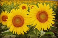 写真 2016-09-17 13 48 16
