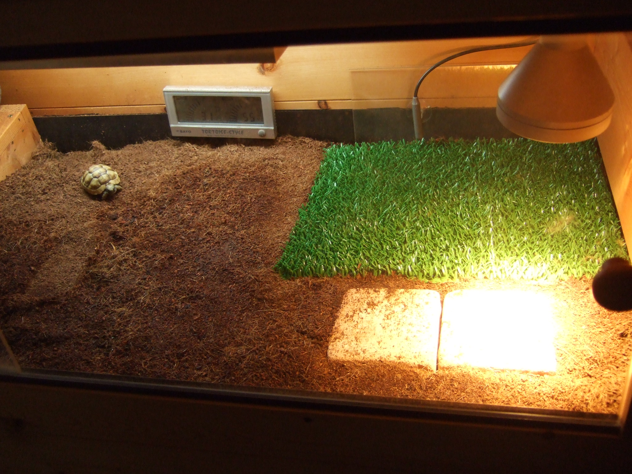 ケージの人工芝は青く見える Tortoise My Way