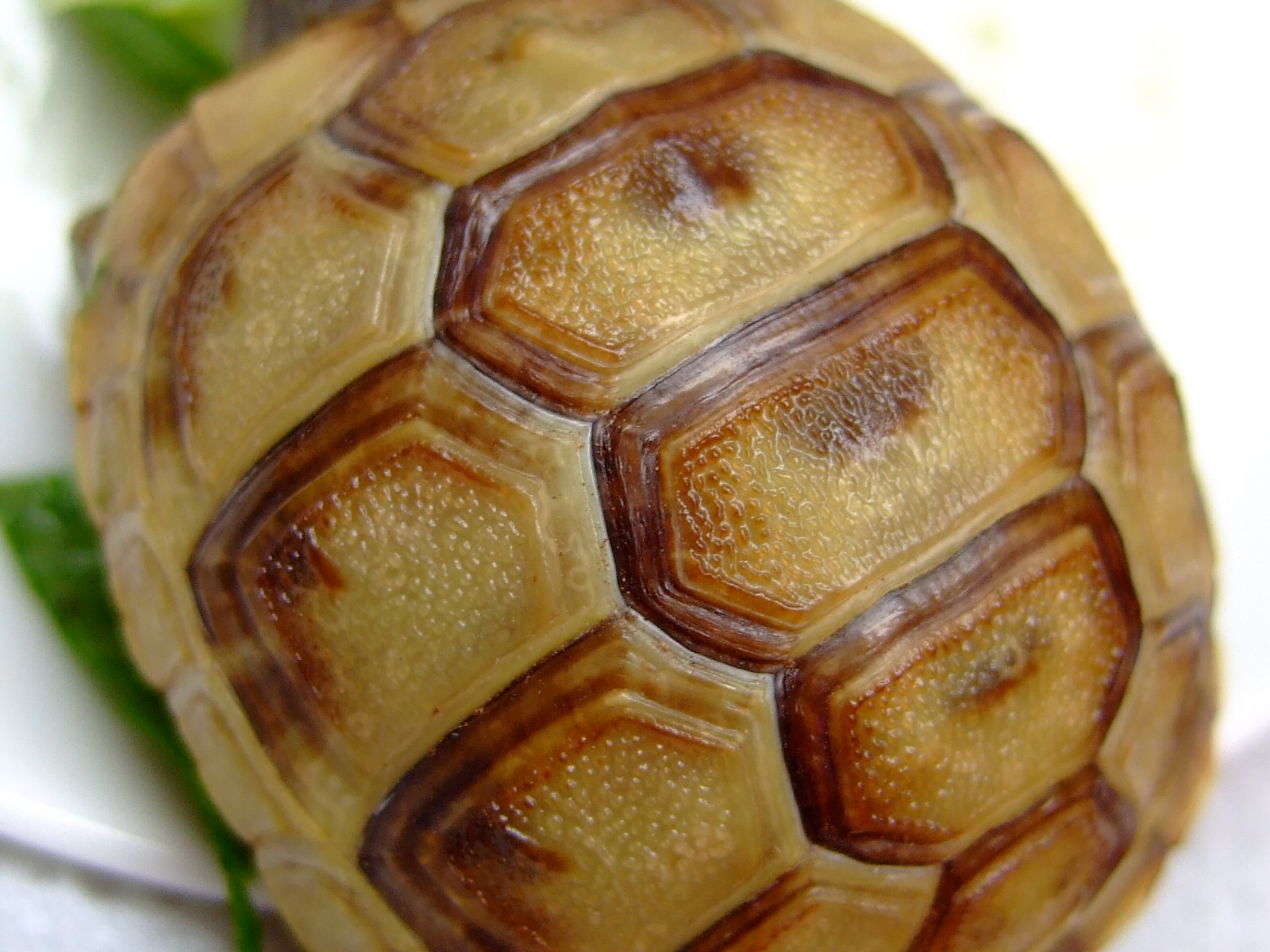 何かが始まる淡い予感 Tortoise My Way 何かが始まる淡い予感 Tortoise My Way