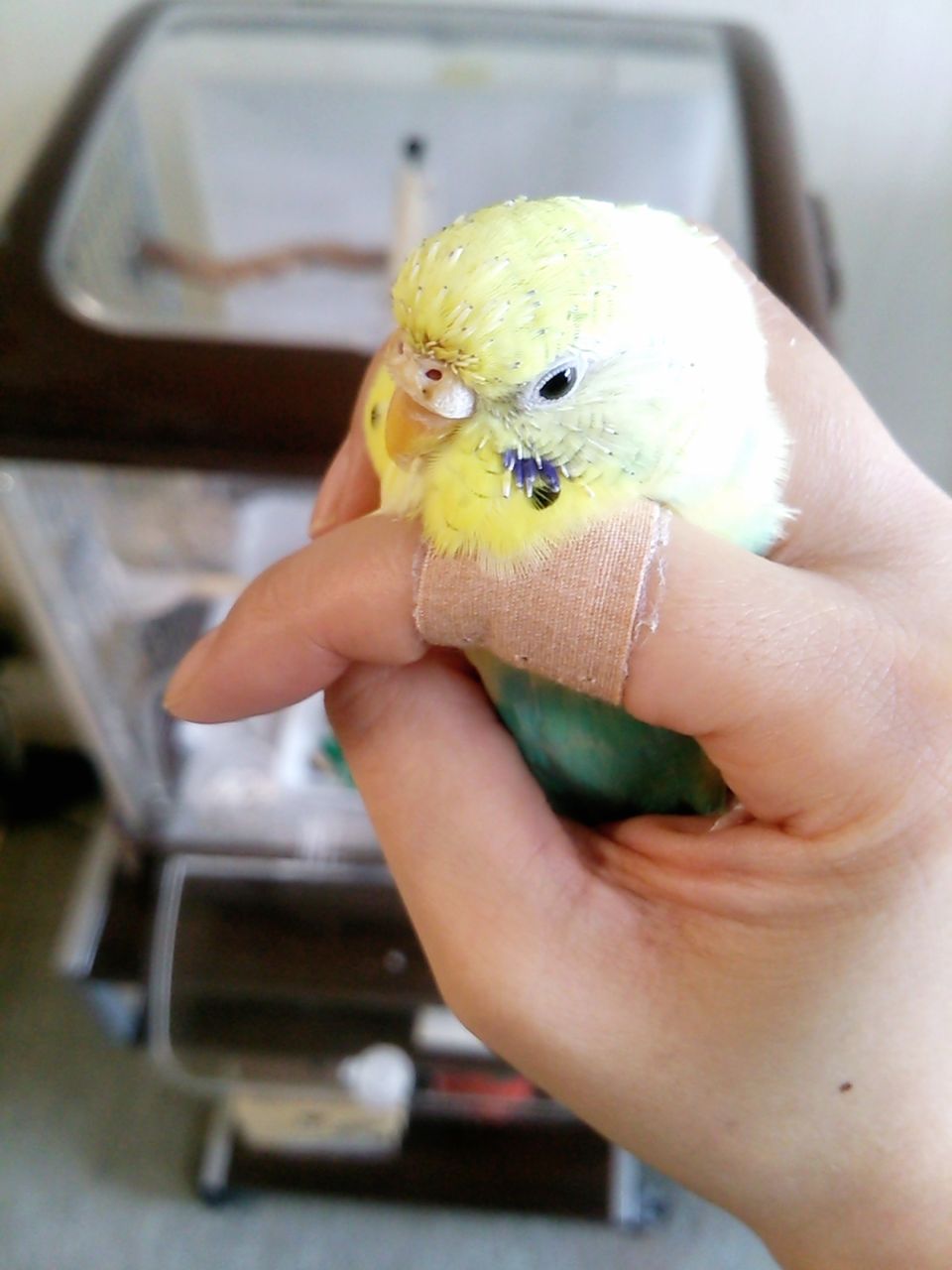 160718今日のインコ 頭部の筆毛をほぐしてあげたい とりここttoorriiccoo