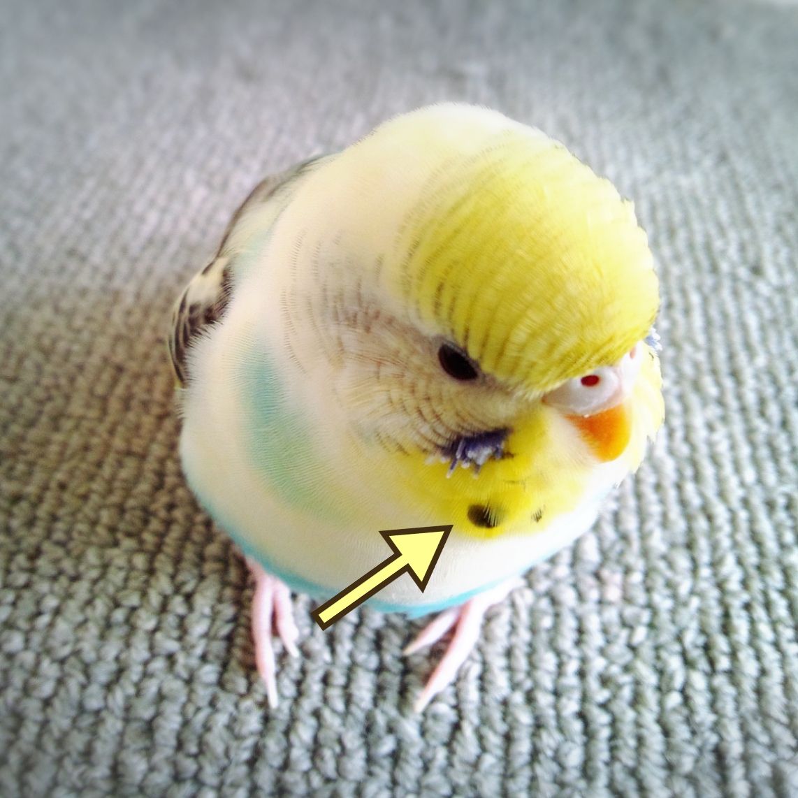 今日のインコ 換羽期のインコの落とし物 とりここttoorriiccoo
