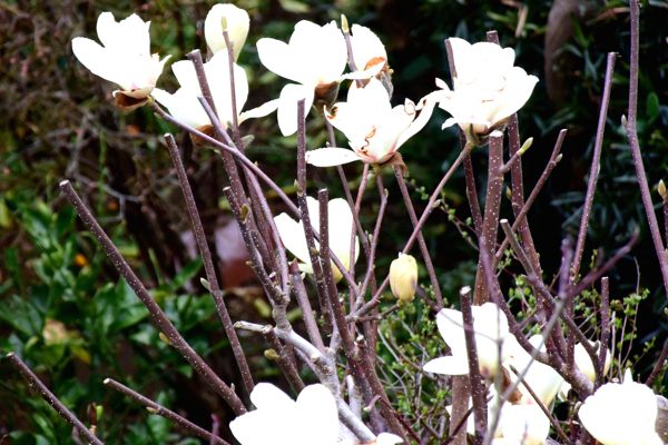 庭木の木蓮が開花しました My Photo Diary