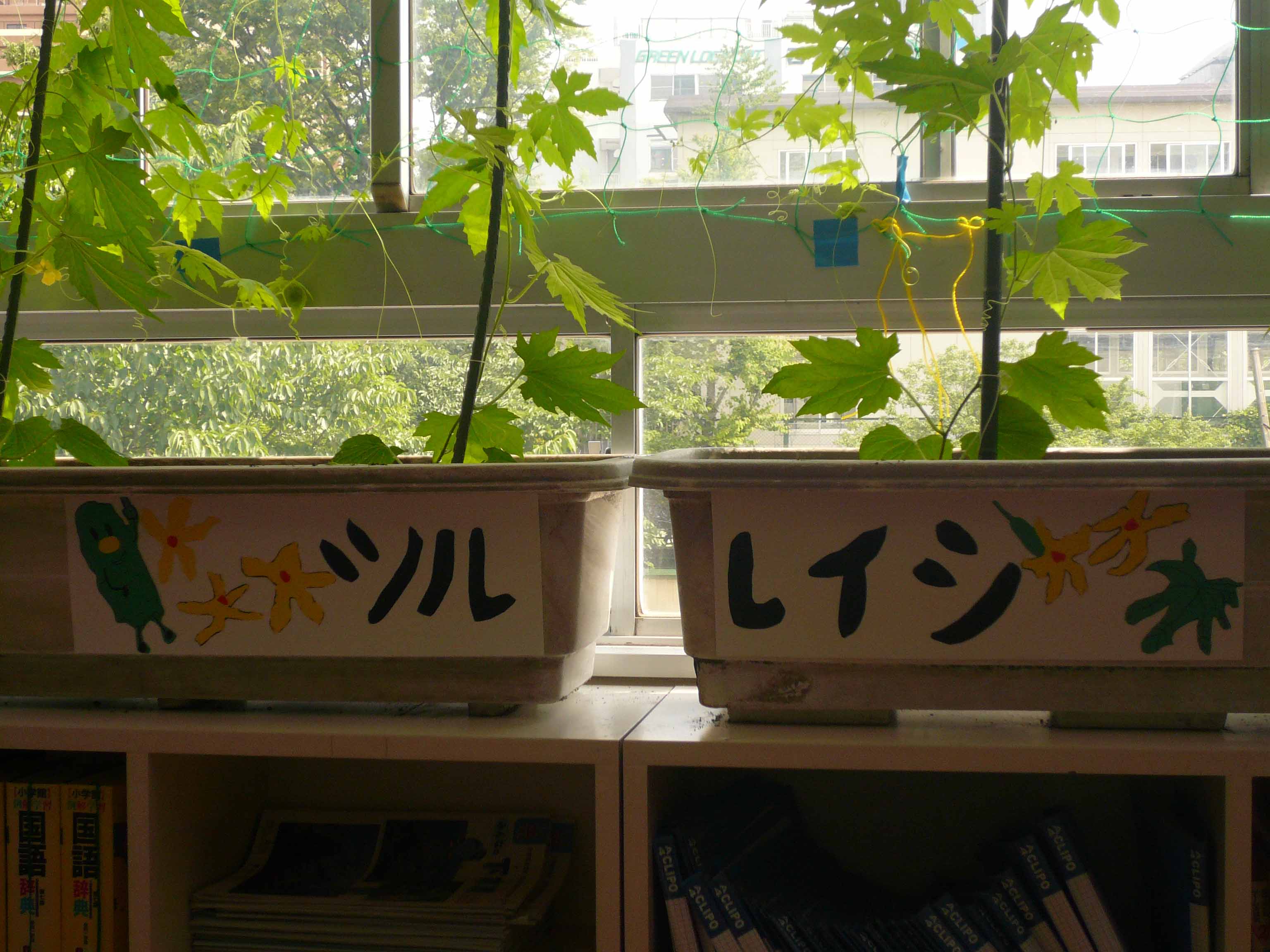 ツルレイシの観察27 ｌ ａｂｉｔａｚｉｏｎｅ ｄｅｌｌａ Rondine