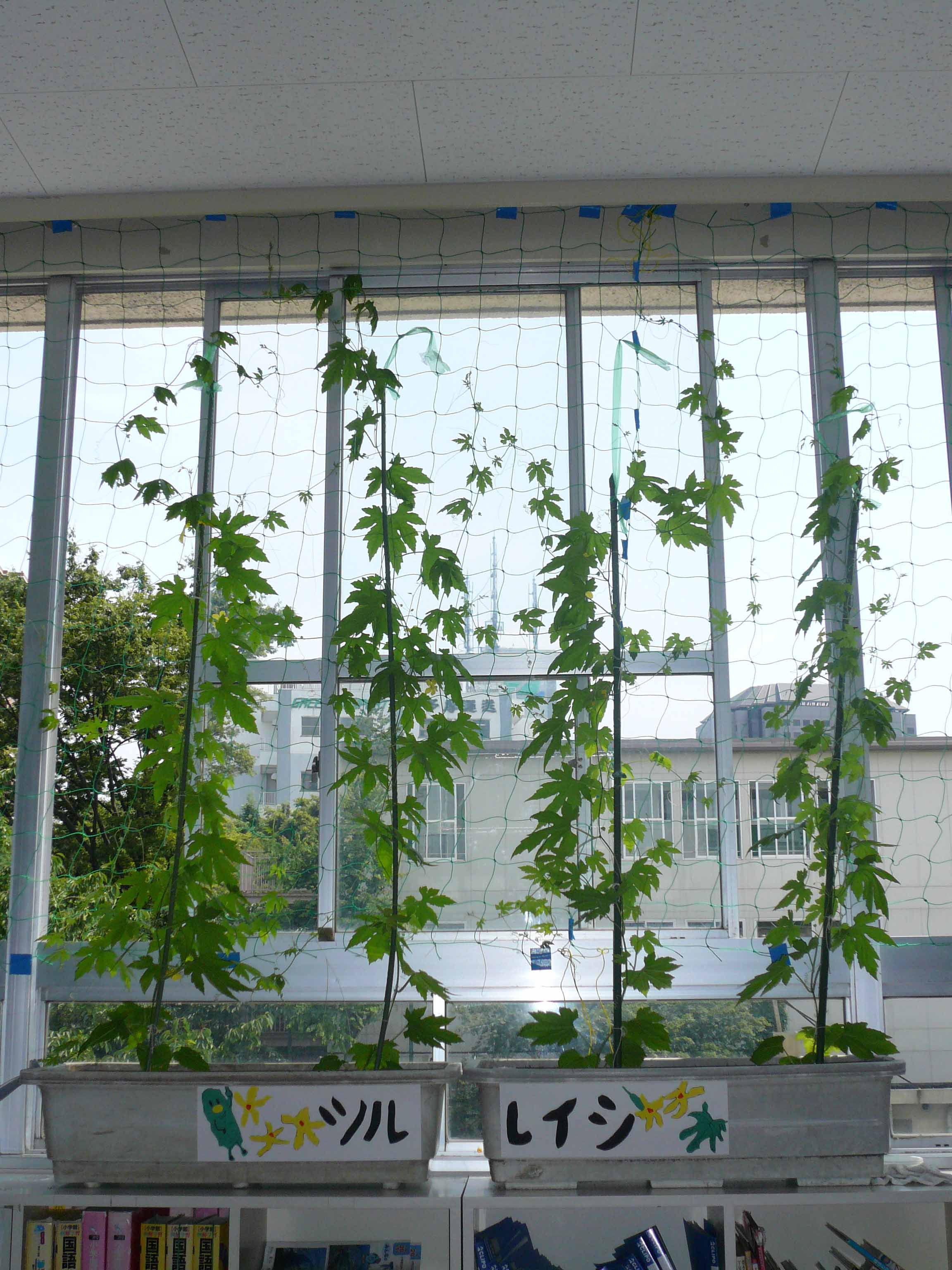 ツルレイシの観察27 ｌ ａｂｉｔａｚｉｏｎｅ ｄｅｌｌａ Rondine