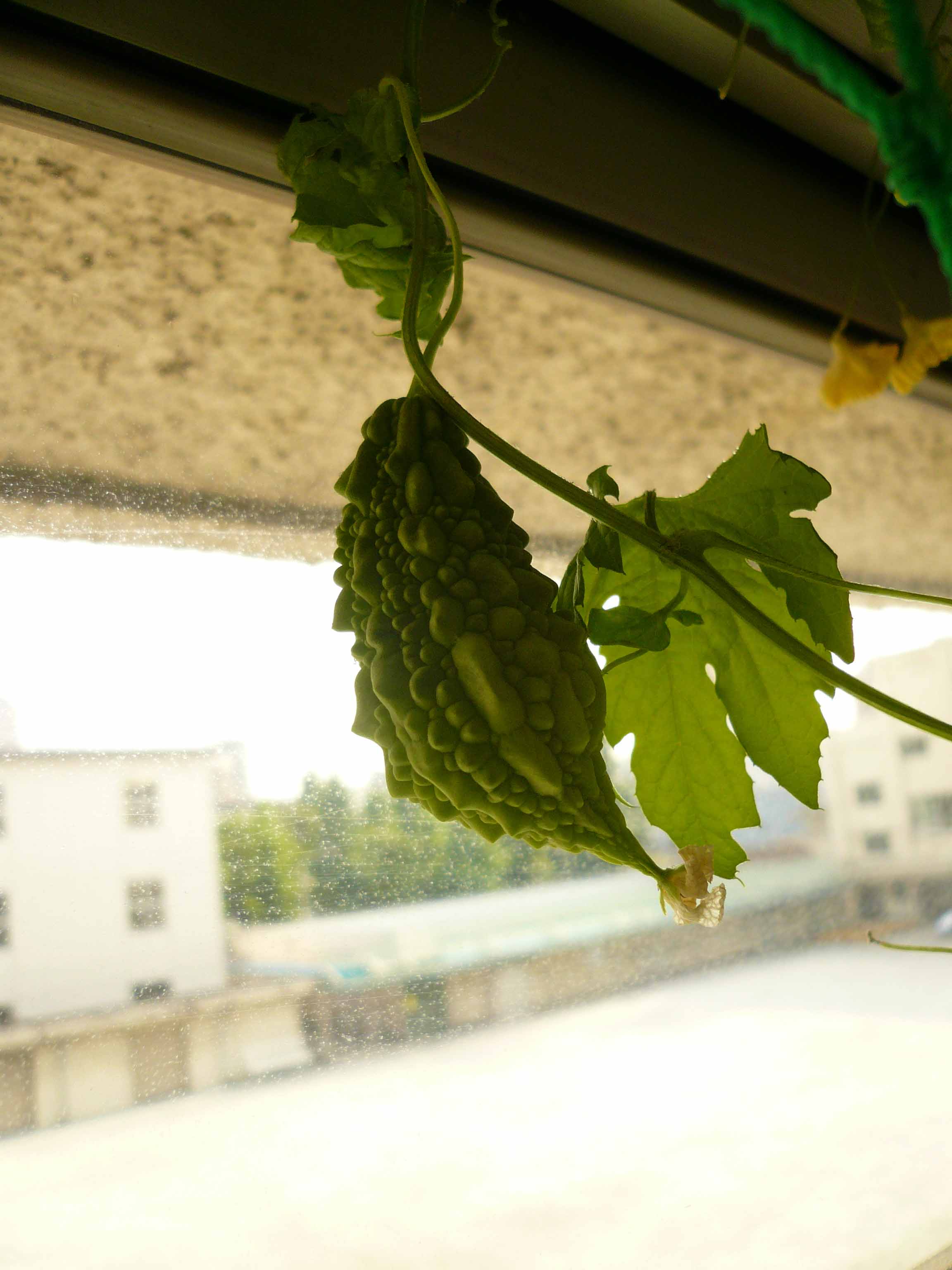 ｌ ａｂｉｔａｚｉｏｎｅ ｄｅｌｌａ Rondine Osservazione 観察 Livedoor Blog ブログ