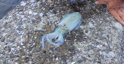 ika