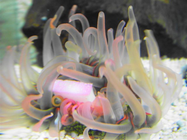 イソギンチャクとカマボコ Mire 未来