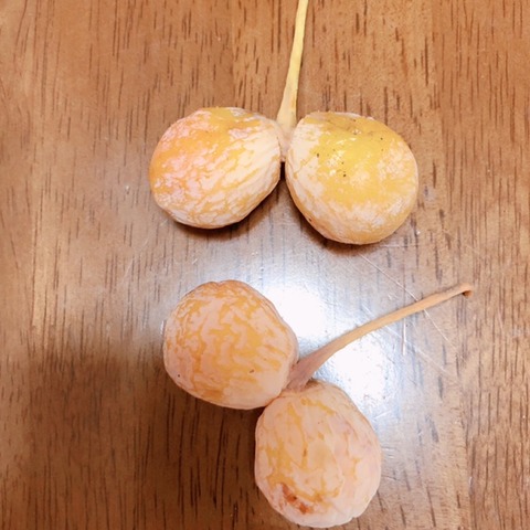 銀杏1