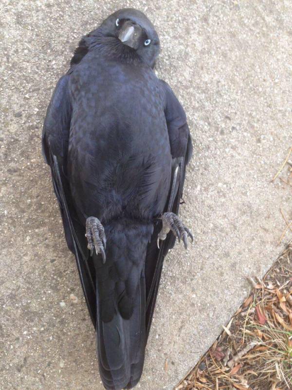 東方 文ちゃん好きなんだけどカラスが 東方まとめたいブログ