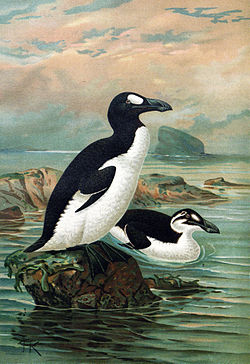 250px-Keulemans-GreatAuk