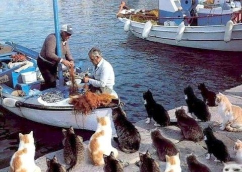 ghadi-news-TashiroJima-island-cats-4634924655038513750_s