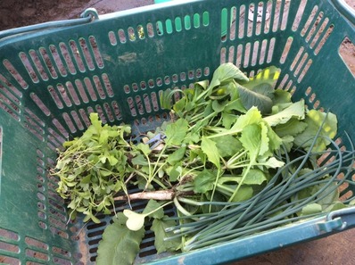 野菜収穫