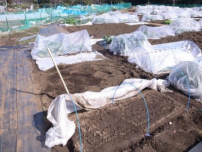 �ӥ��ȥ��ѥ�farmb