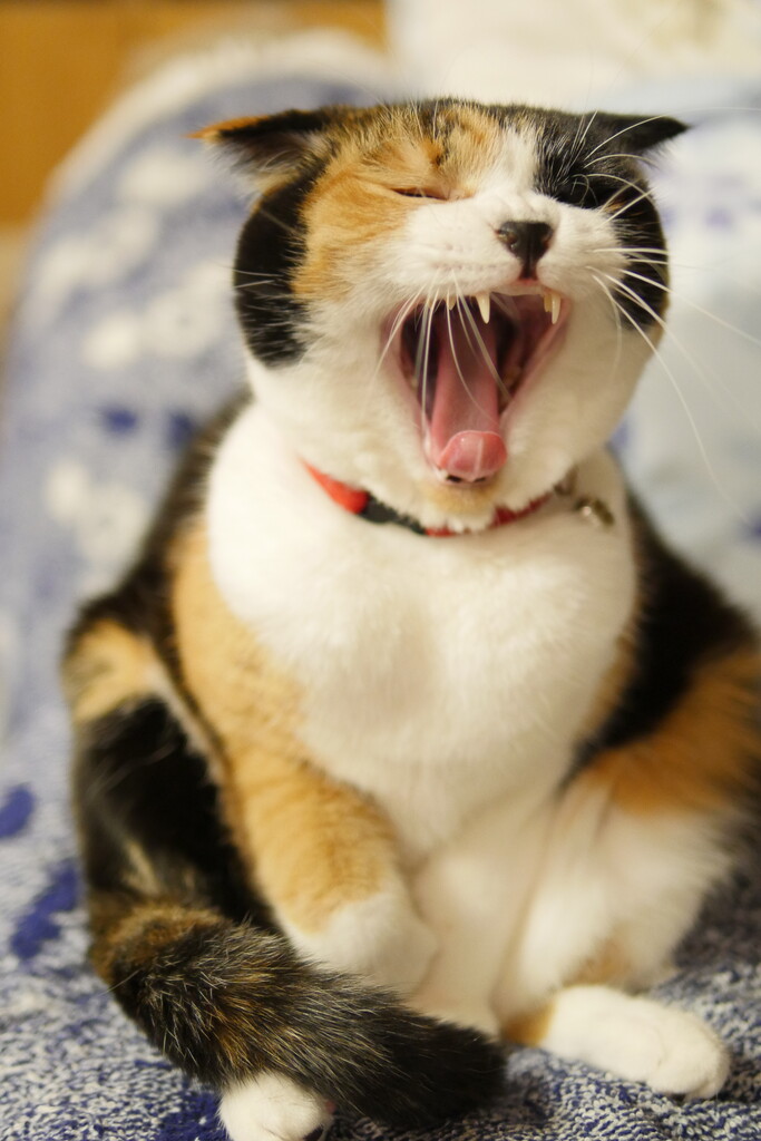 �����ӥޥ꡼����
