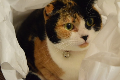 ¥¹¥³¥Æ¥£¥Ã¥·¥å¥Õ¥©¡¼¥ë¥É¥ß¥Ã¥¯¥¹»°ÌÓǥޥ꡼