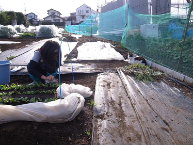 ¤Þ¤ª¤È¤Í¤³