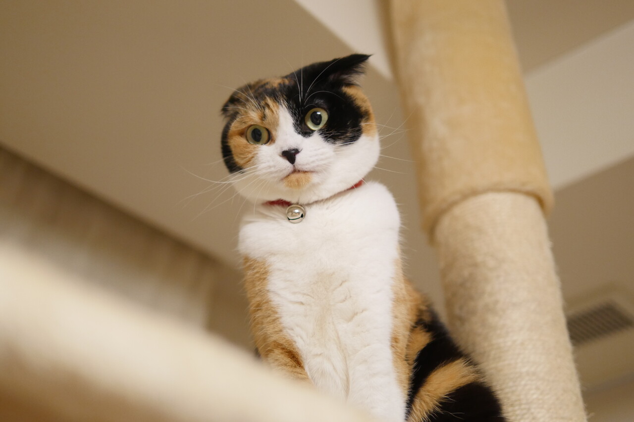 マリーさん三毛猫