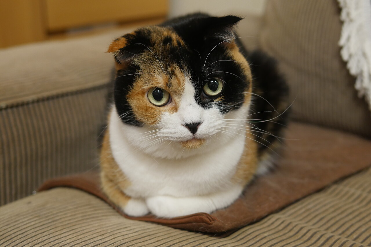 ¥Þ¥ê¡¼¤µ¤ó£²