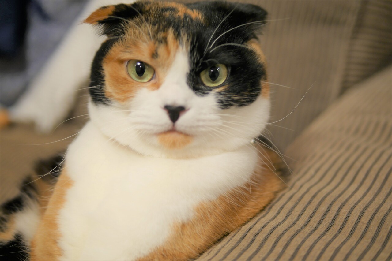 �ޥ꡼������ǭ