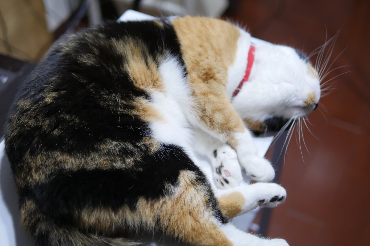 �褷�褷�ޤ��ޥ꡼����