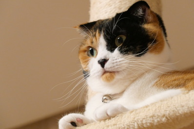 三毛猫マリー